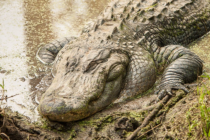Registration for 2018 Alligator Hunts Opens June 5