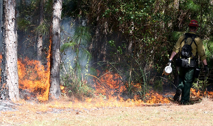 A recent prescribed burn at Gulf State Park. Prescribed fire is an effective way to reduce wildfire risk, reduce fuel loads, enhance wildlife habitat and maintain a healthy forest ecosystem. Learn more at www.outdooralabama.com/prescribed-fire-alabama.