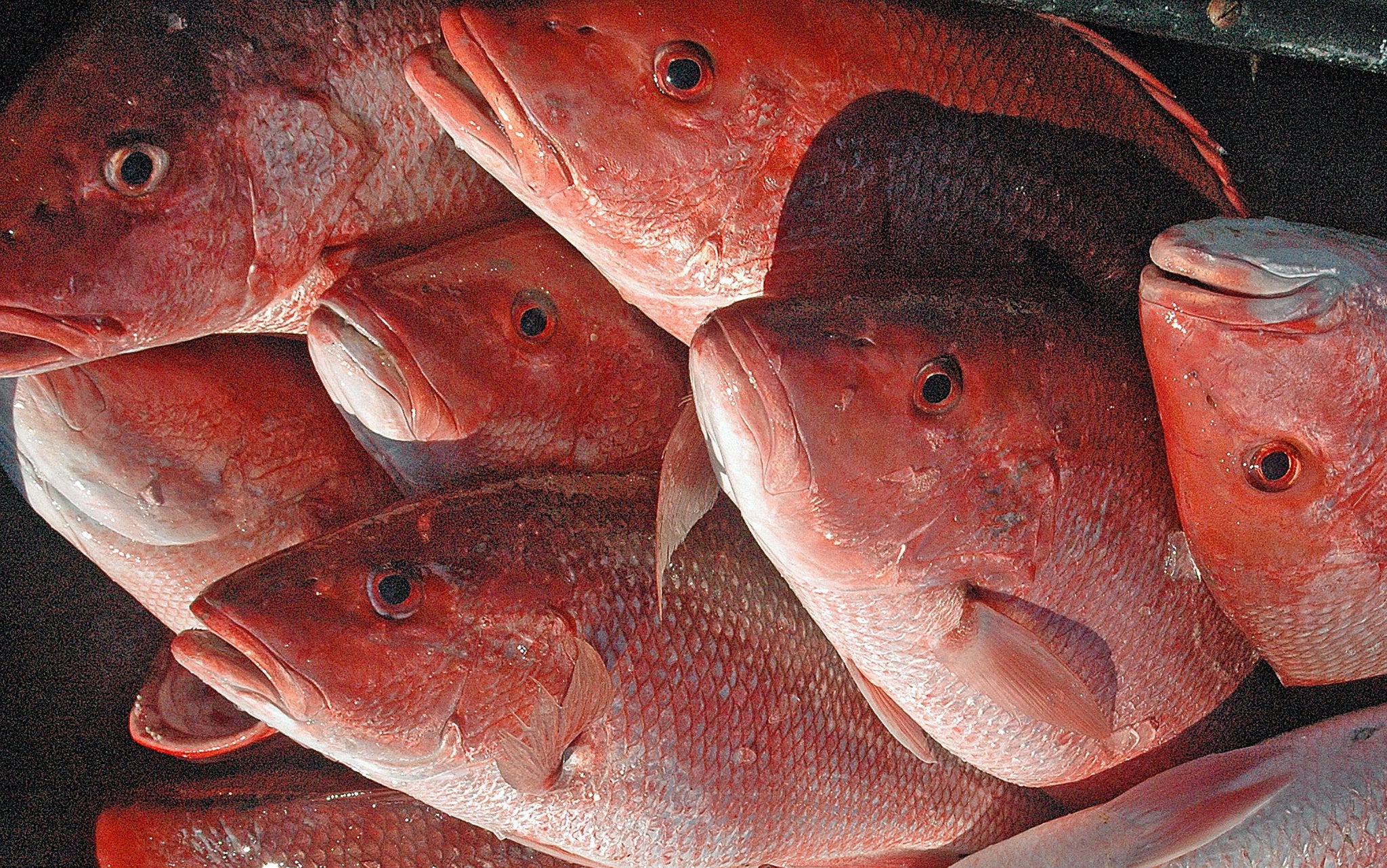 Red Snapper Season Closes Today, October 17