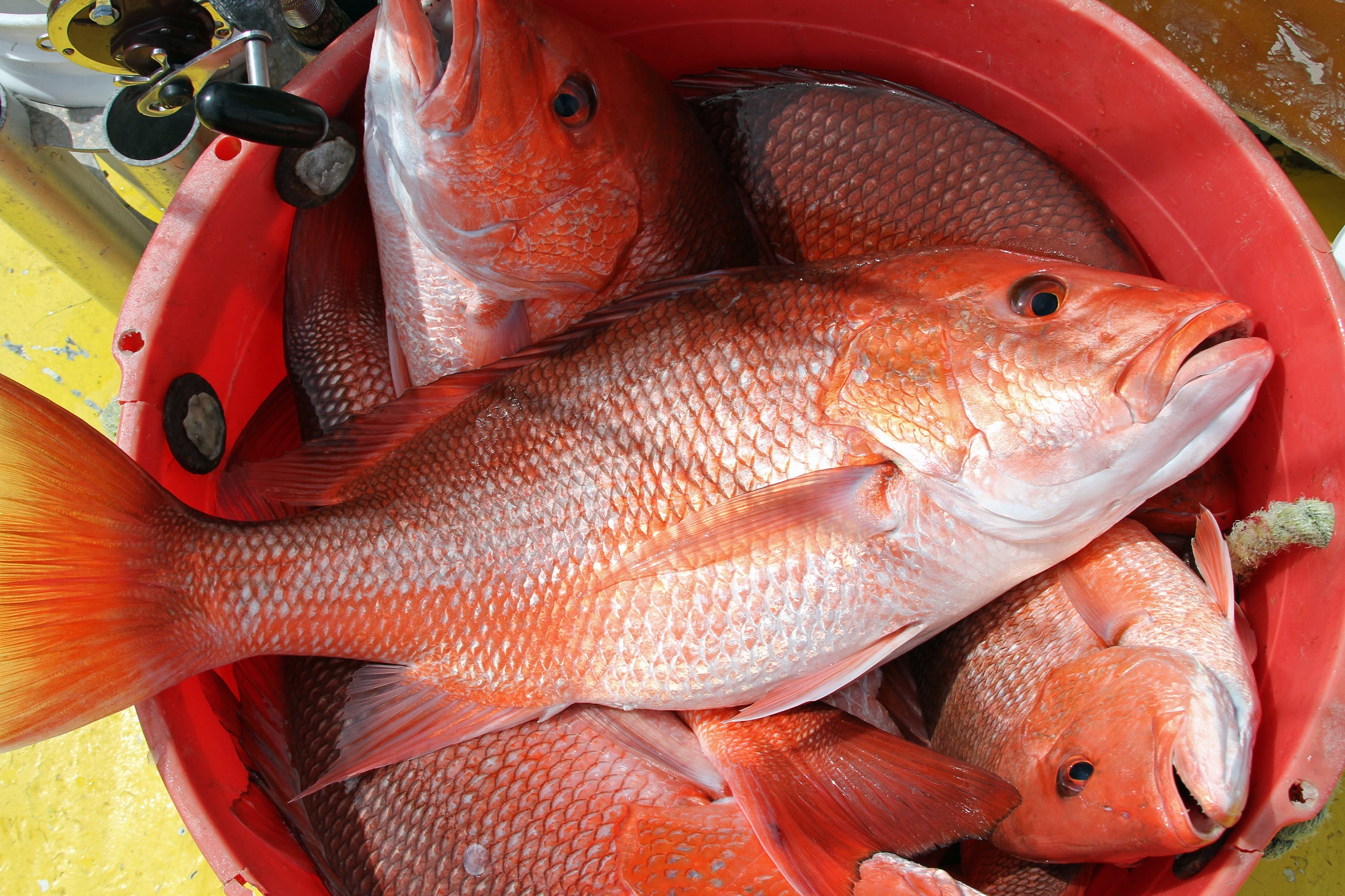 The daily bag limit will be two red snapper per person, per day with a minimum size limit of 16 inches total length.