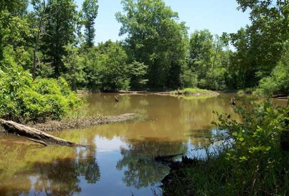 Open Woods Weeks Announced for Sipsey River Recreation Area