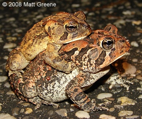 Southern%20Toad.jpg