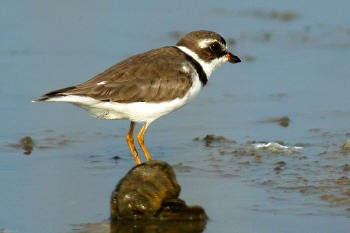 Semipalmated%20Plover.jpg