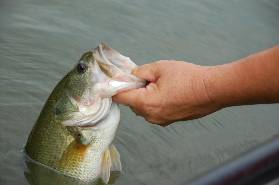 When handling bass, grasp by the lower jaw and hold the fish vertically.