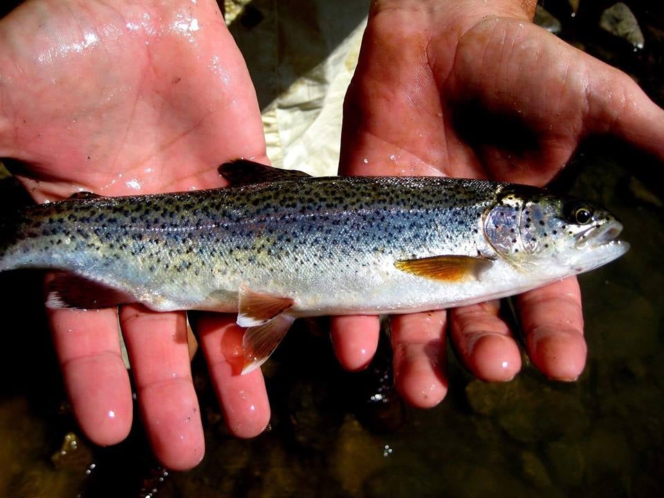 During trout season at the lake, the Alabama Division of Wildlife and Freshwater Fisheries (WFF) plans to stock more than 3,000 pounds of rainbow trout ranging in size from one to two pounds.