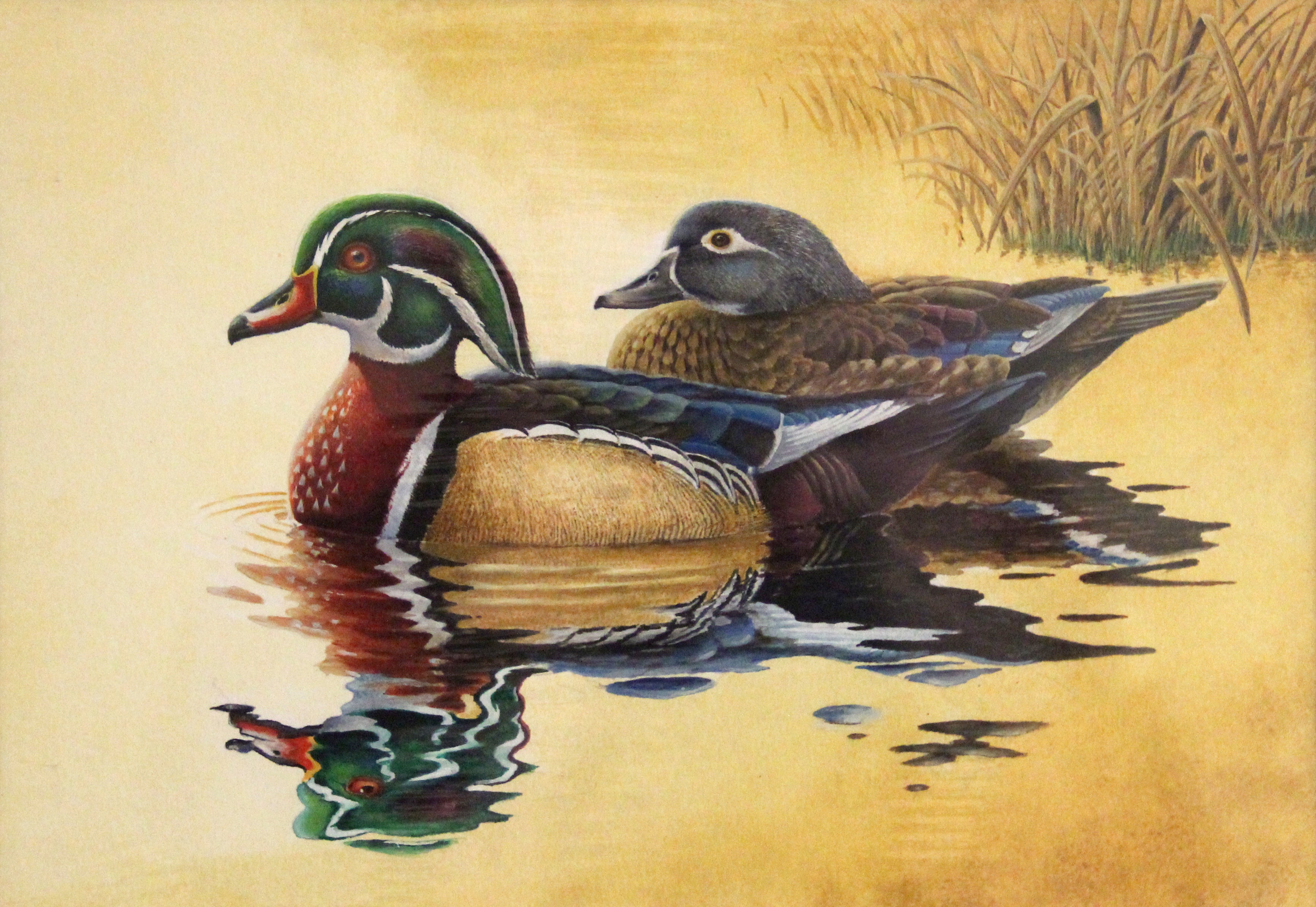 2018 Waterfowl Stamp Art Contest Winner - Wood Ducks by Eric Greene.
